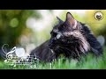 Cat Music - Sounds that Calm Cats, Harp Music and Cat Purring Sounds