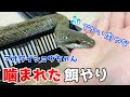 かわいいアオダイショウちゃんに噛まれる餌やり#6【蛇の捕食】(Feeding bitten by a rat snake)