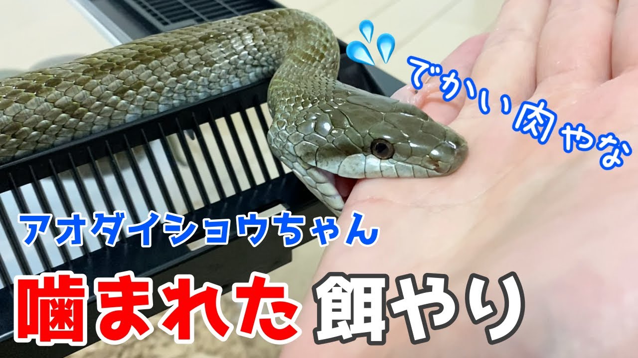 ヒダサンショウウオの動画 画像 動画検索 マイルドサイト