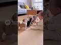 赤ちゃんと沢山の犬達🐶 dog and Baby #japan #cute #ai #baby #kawaii #かわいい #犬 #dog #animals