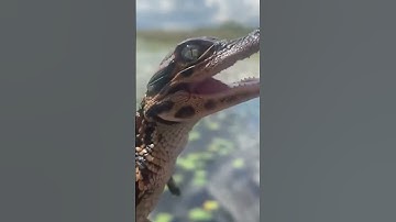 Call me when you want 💥 Animals Grow Up #animals #shorts