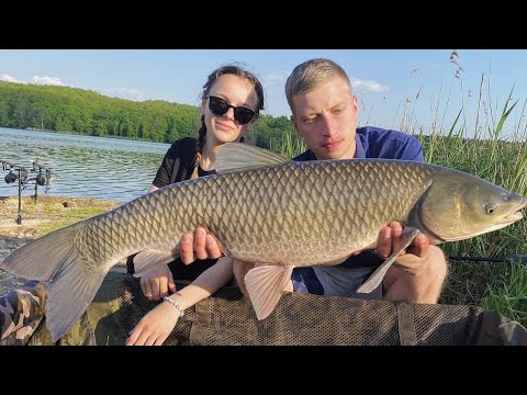 Ловля диких коропів і трофейних амурів. Рибалка на озері Доброгостів.