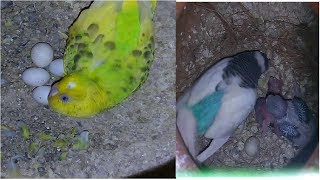 Budgies Colony Progress | Budgies Colony Breeding |