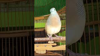 Zebra Dove call Bird sounds for relaxations 212 #birds #birdsounds #birdsong #animal #zebradove