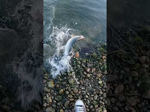 دب یک ماهی قزل آلا دارد ماهیگیری 