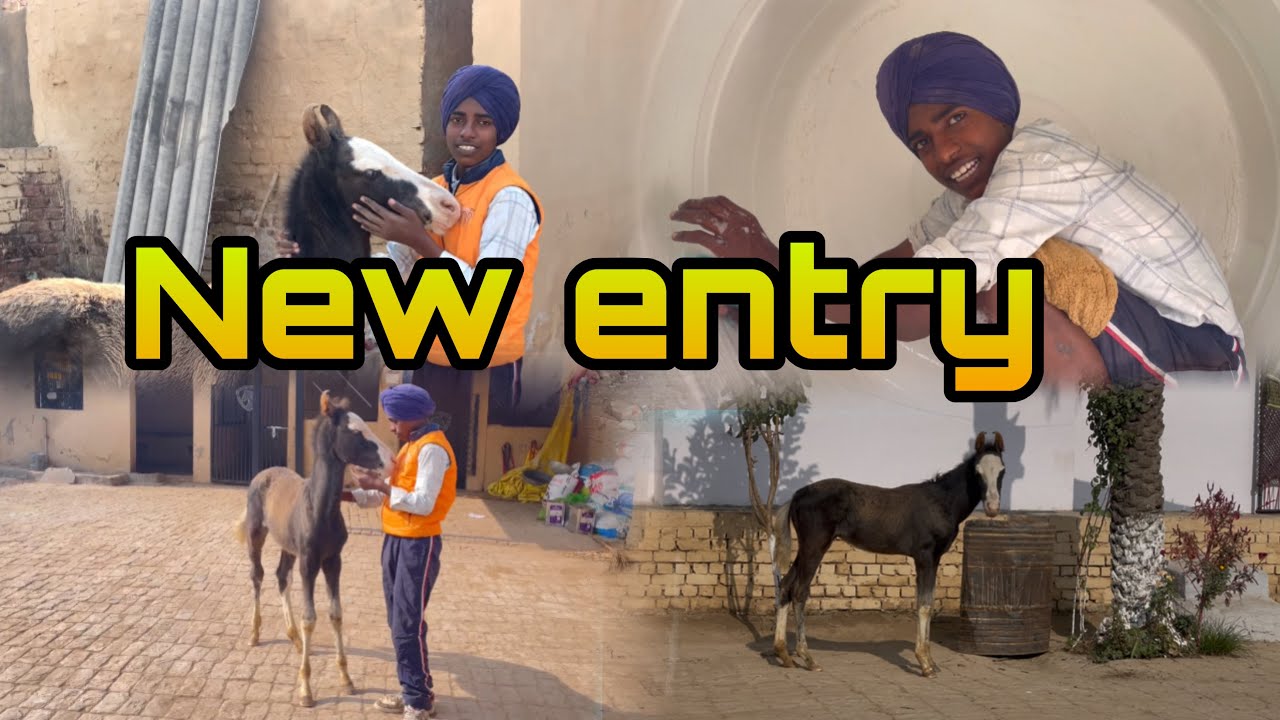 ਪੰਚ ਨੇ ਦਿੱਤੀ ਜਾਣਕਾਰੀ ਘੋੜਿਆ ਦੀ ਅਤੇ ਬਸੇਰੇ ਦੀ 🐴🐴
