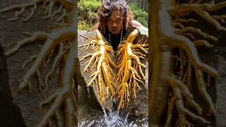 The Discovery of Super Luxurious Gold Rich in Gold Veins #golddiscovery #findgold #goldveins