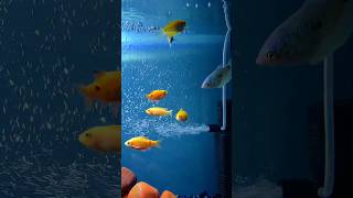New Setup Of My Fish Tank 😍😍 #youtubecreator #reversesear #officalvideo #memes #youtubeblogger