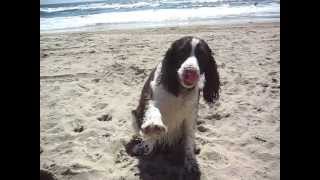 Our Springer Spaniel Lucy begs to stay at the beach