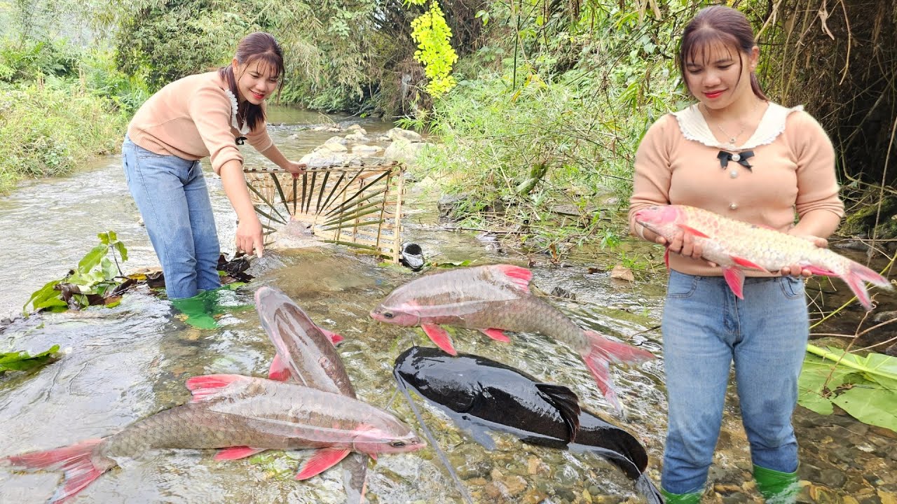 Maximum fish trap on a fast flowing stream, girl's survival life