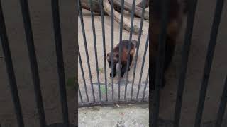 #Wolverine #росомаха