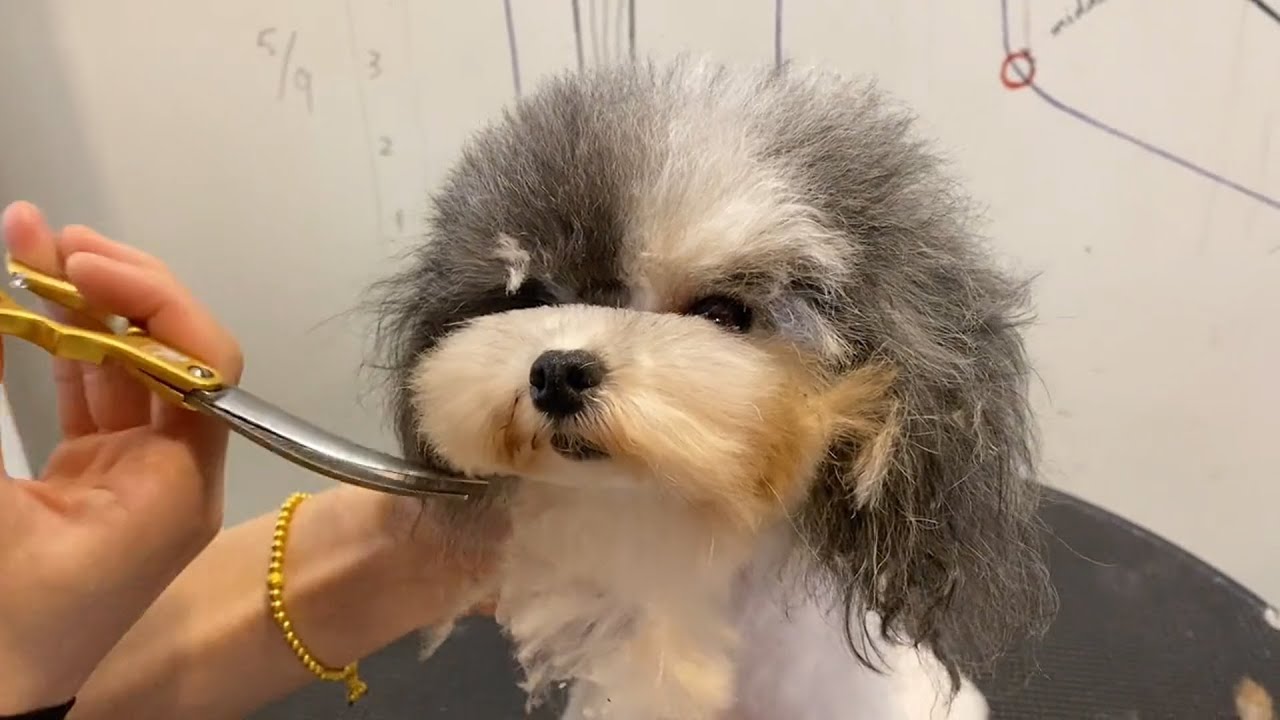 Tiny Poodle Puppy Grooming Puppy Grooming Dog Grooming YouTube