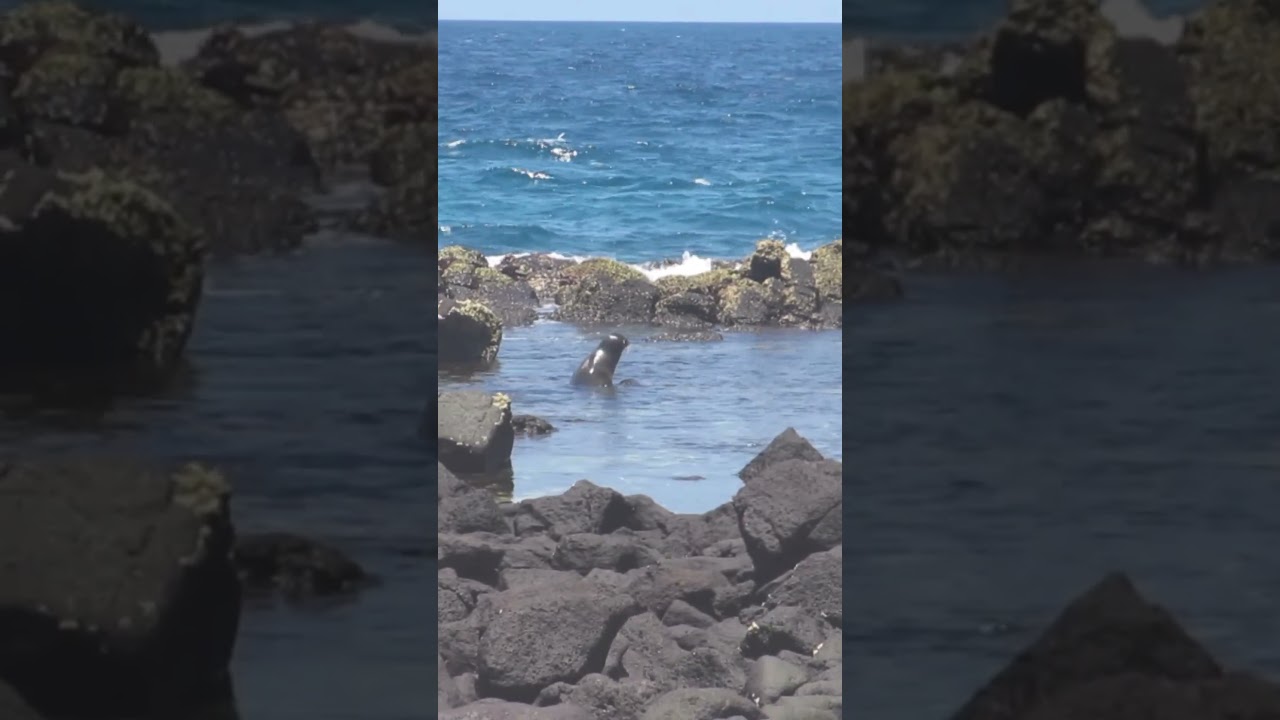 Galapagos Sealion (Zalophus wollebaeki) Distribution 