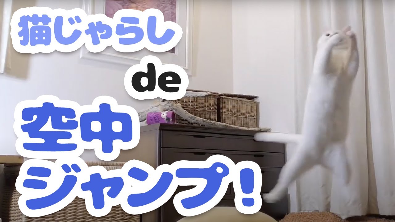 猫の気持ち お教えします その３ なでフクショップ