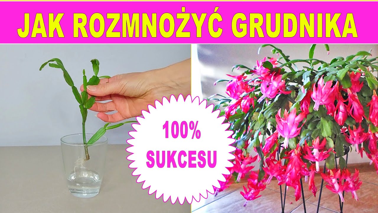 Jak rozmnoy grudnika ze 100 % SUKCESEM! Zygokatus/szlumbergera