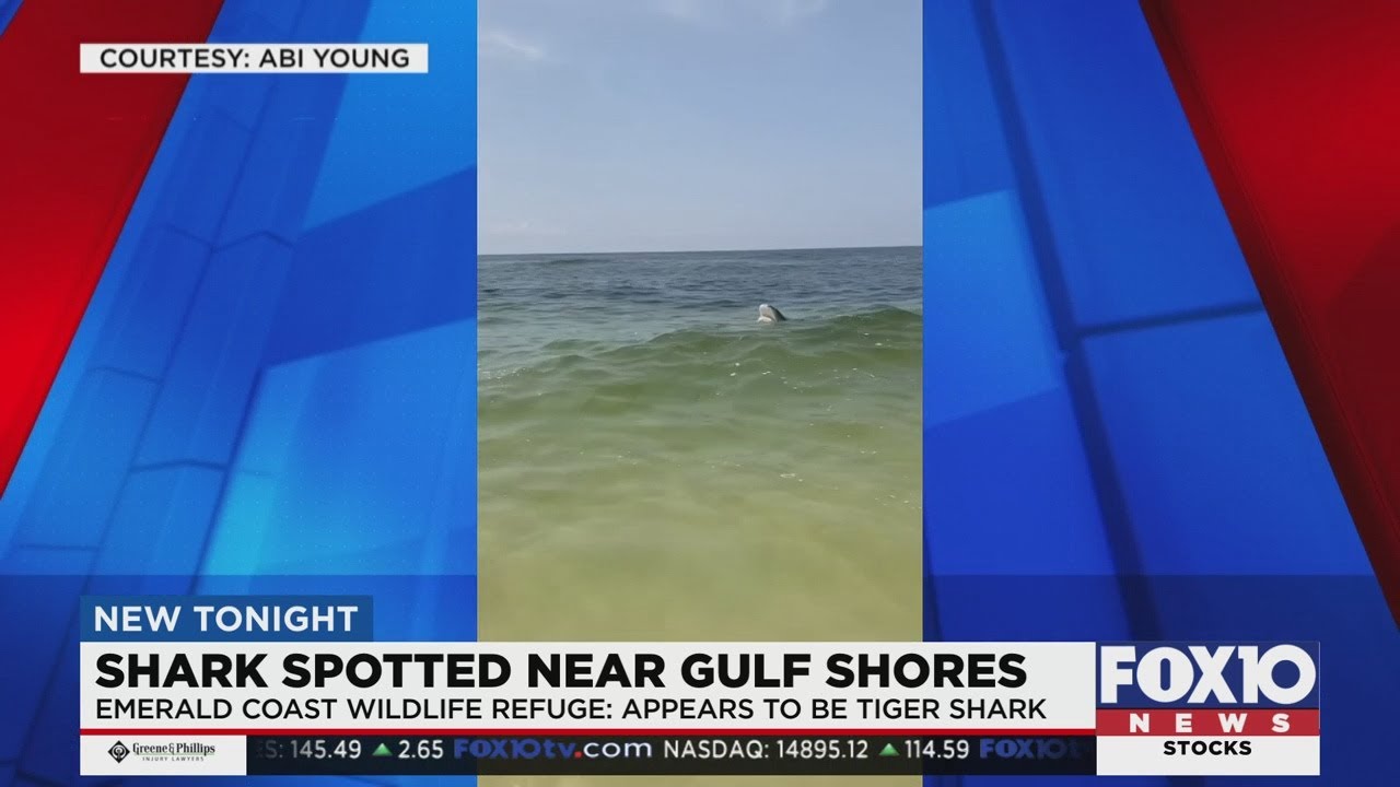 Shark spotted near Gulf Shores YouTube