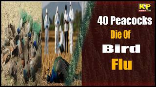 Karnataka News | Around 40 Peacocks Die Due To Bird Flu Outbreak In Tumkur District