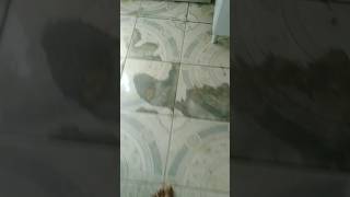 Trolei Ele Com Pepino Na Calça