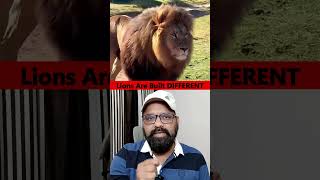 The REAL Reason Lions Trust Their Trainers 🤔 | #shortsfeed #viralvideo