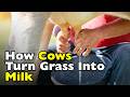How Do Cows Produce Milk? [ID0620]