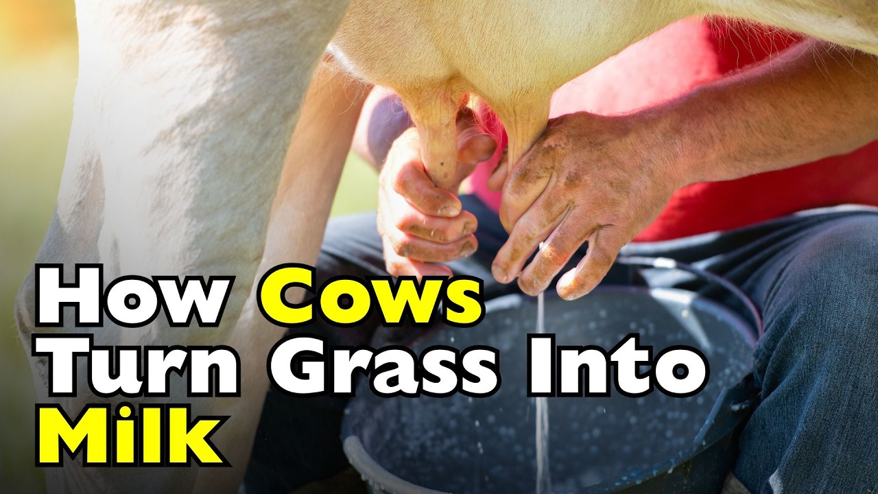 Как коровы производят молоко? [ID0620]