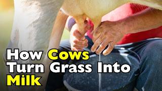 How Do Cows Produce Milk? [ID0620]