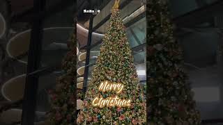 All I want for Christmas is you! Merry Christmas Everyone!