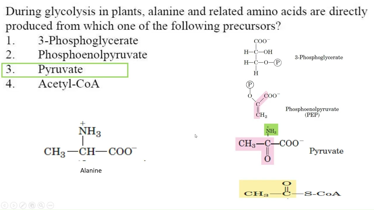 Amino Acid Metabolism Part 2 CSIR NET PYQs