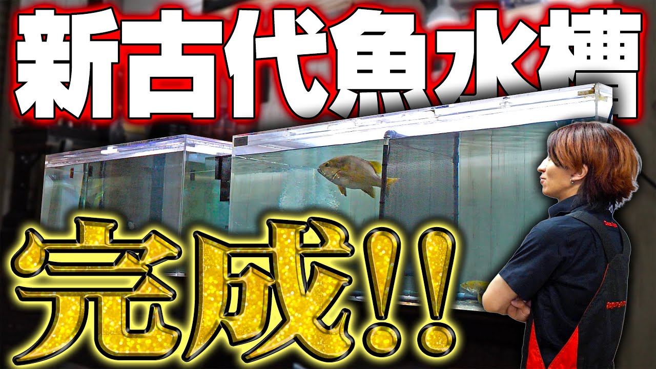 Perfect] The ancient fish tank that took six months to