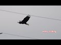 🦅 “Teamwork in the Sky” — Bald Eagles Henry & Mary Hunt Together ⚡🐟 4K #viral #wildlife #nature