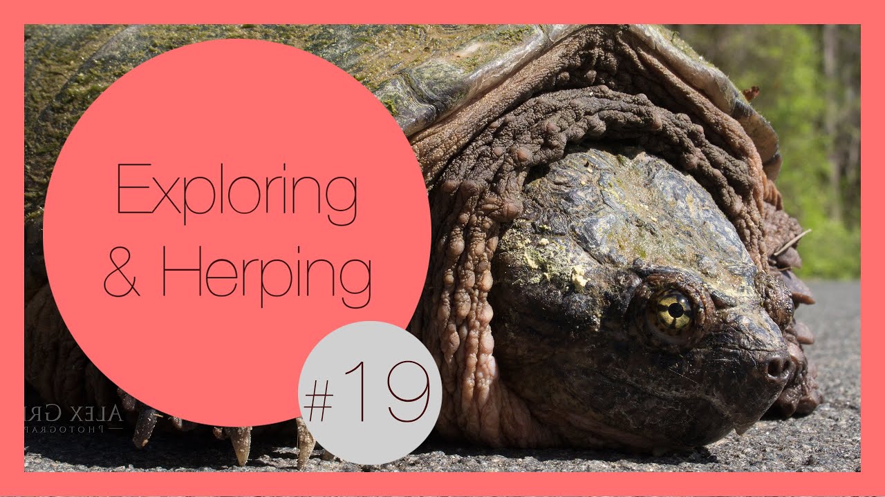 Herping in Abandoned Areas | Exploring & Herping #19