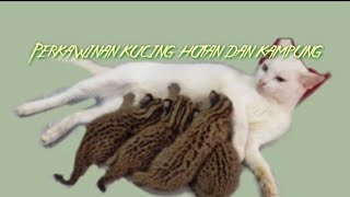 perkawinan kucing hutan dan kampung smpai menghasilkan anakan