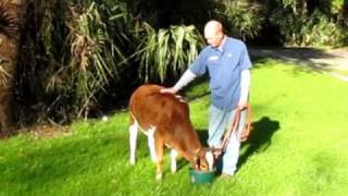 Miniature Zebu For Sale - Champ