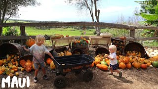 Kula Country Farm Pumpkin Patch Maui Hawaii