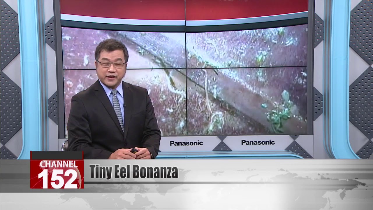 Warm current brings tiny eel bonanza to southern coast