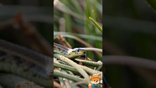 Die erstaunliche Ringelnatter 🐍 | Spannende Tierdoku #schlange #ringelnatter