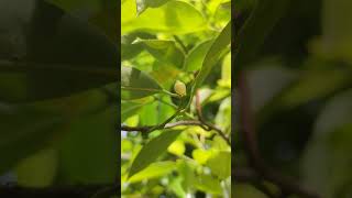 Female #flower of #nutmeg #tree ,#jathika #spice #spices #flavour #spicesandflavors #nature #shorts