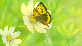 Relaxing music: Relaxing Peaceful music, Meditation Music 