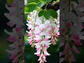 #FlowerLovers #NatureBeauty #GardenVibes #FreshMorning #Blooming