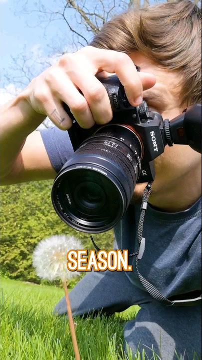 Oh look! A dandelion...