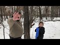 Maple syrup: how to tap a maple tree