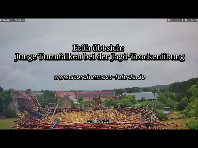 Früh übt sich: Junge Turmfalken bei der Jagd-Trockenübung - Turmfalken Fohrde - 04.07.2026