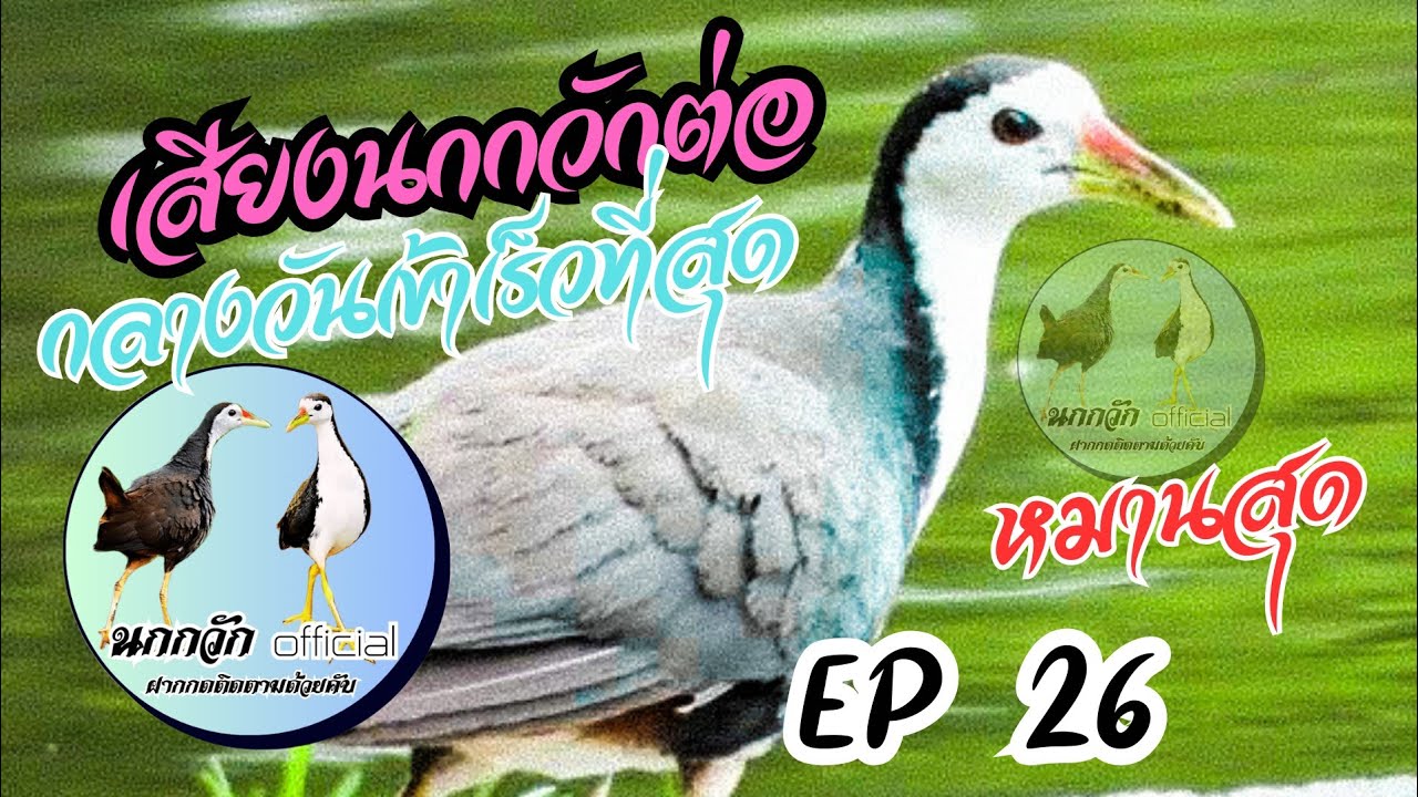 เสียงนกกวักต่อ หมานสุดมีตัวเป็นโดน กลางวัน #นกกวักofficial