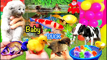 Ngan Con Cá Cảnh, Bắt Các Con Vật Dễ Thương, Mèo Dễ Thương, Cua, Rùa, Cá Koi, Cá Vàng, Con Bò Sữa