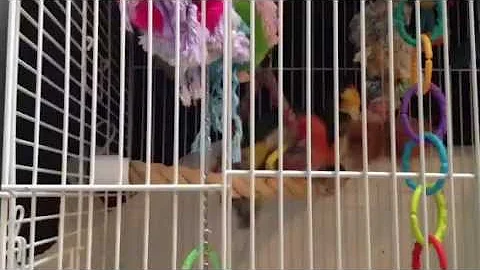 randy little caique