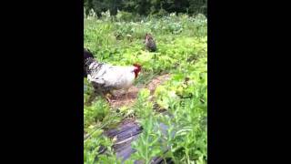 Rooster crowing~~ up close and personal! Net Worth
