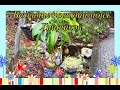 Весенние Новости моих ХИЩНЫХ растений/Carnivorous Plants