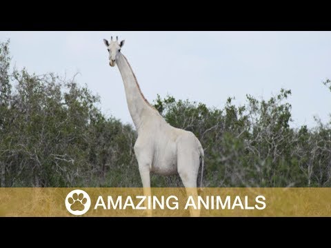 Rare White Giraffe Discovered