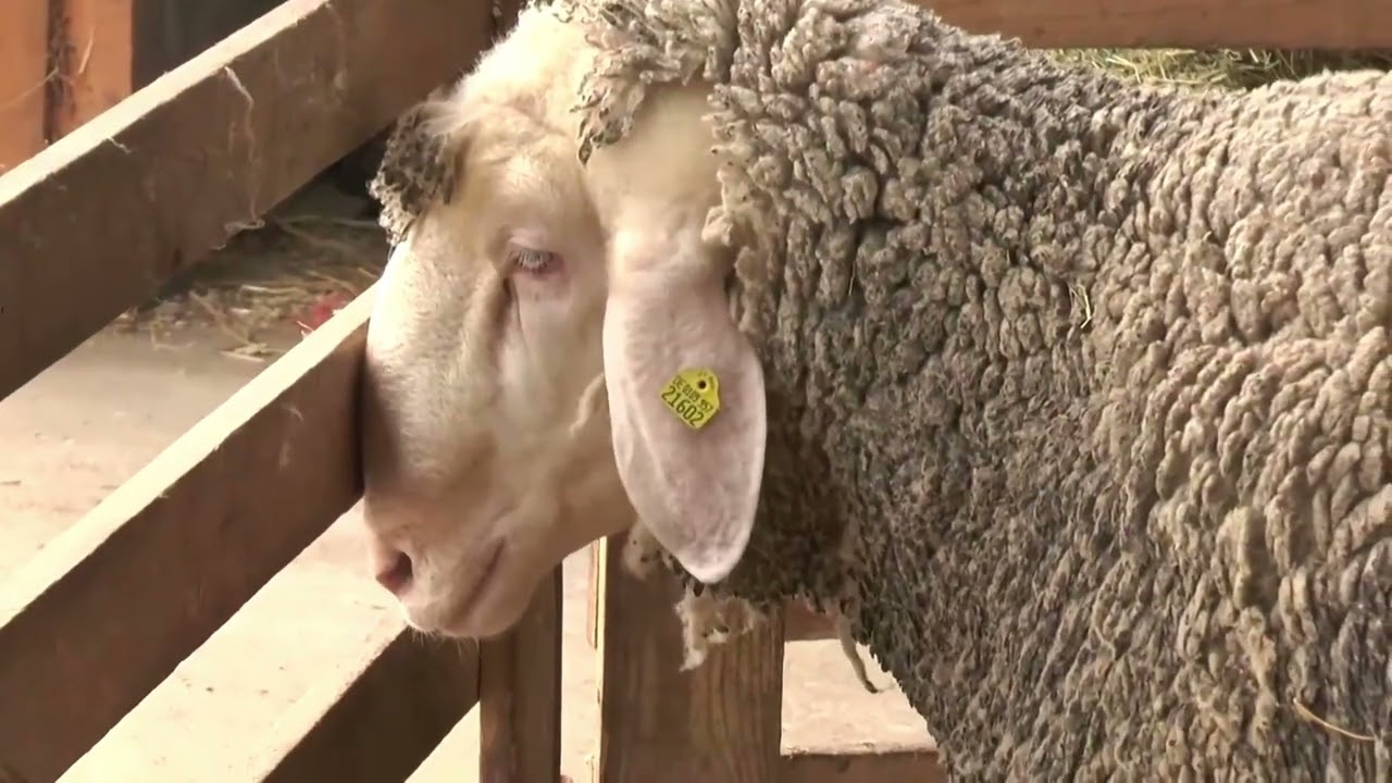 farma ovaca MILJKOVIC  ( NOVI UVOZ OVNOVA ) 2022