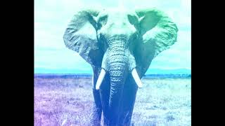 Suara Gajah  Sound Of Elephant